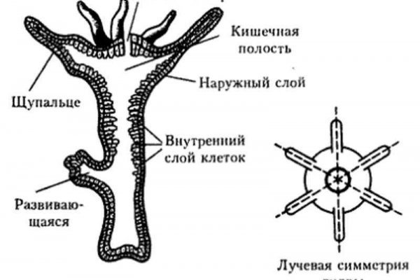 Кракен тор маркет пв