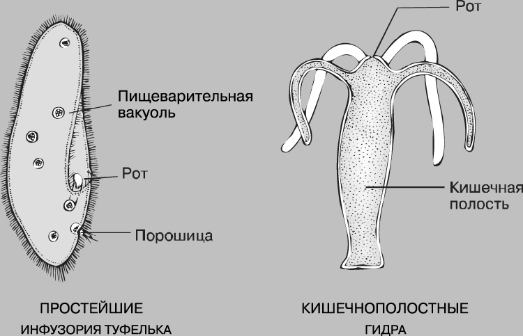 Kraken market ссылка